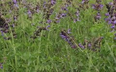 Weekly Herb: Dan Shen (Salvia miltiorrhiza)