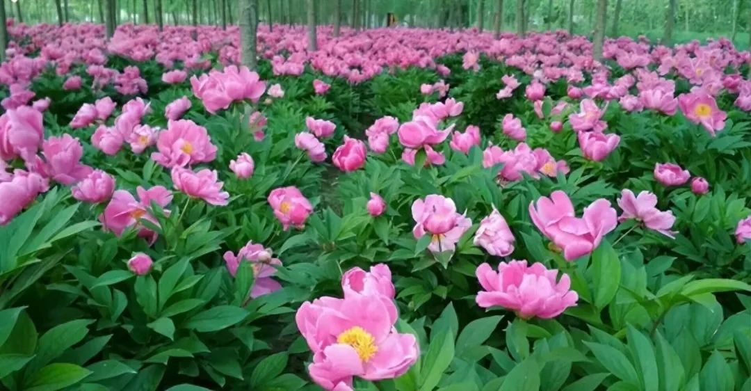 Identification of the Chinese Medicinal Herb Bai Shao (White Peony)