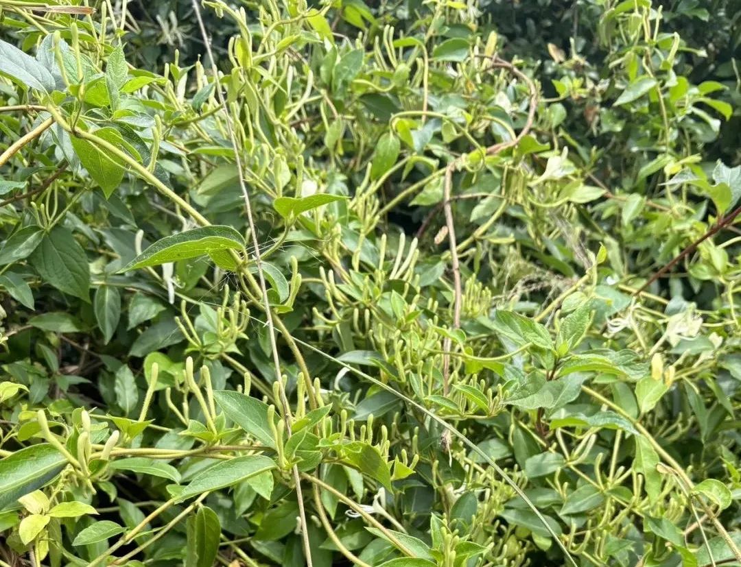 Honeysuckle: The First Flower for Clearing Heat and Detoxification, A Must-Try Herbal Tea for Health