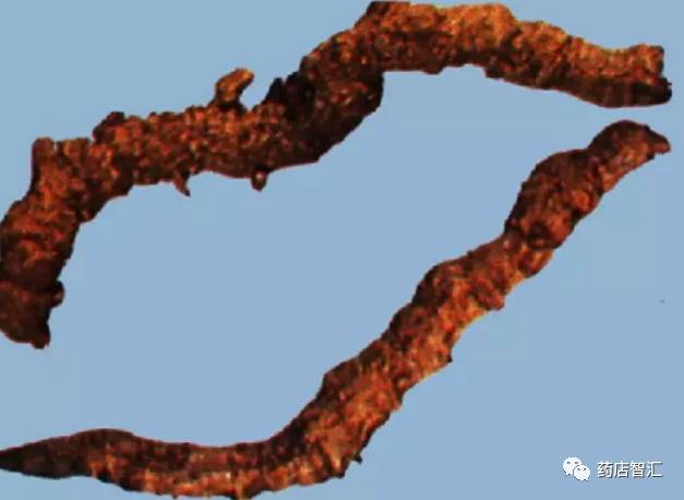 The Uses, Efficacy, Contraindications, and Applicable Populations of Huang Lian (Coptis chinensis)