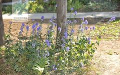 Bencao Wendui: Aconite and Processed Aconite