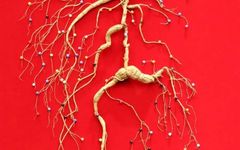A Brief Discussion on Ginseng in Traditional Chinese Medicine