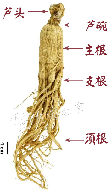 Daily Learning of a Chinese Herb: Ginseng