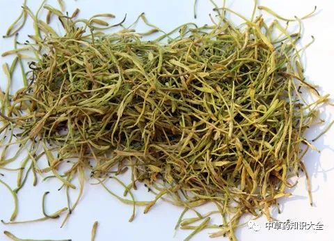 Traditional Chinese Medicine Herb: Honeysuckle