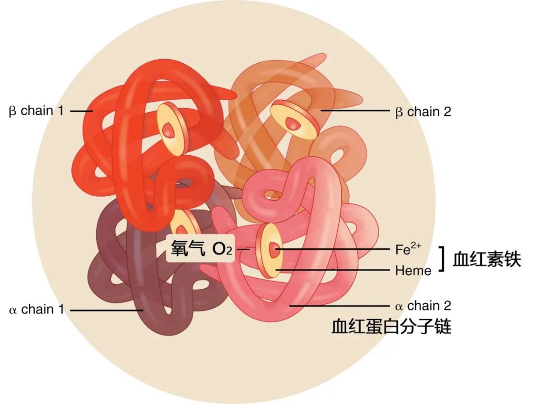 Understanding Anemia and Blood Nourishment: A Comprehensive Guide