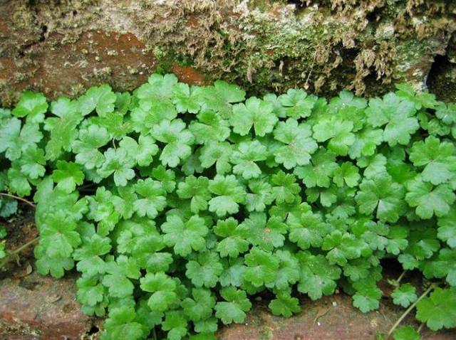 A Comprehensive Guide to 50 Common Medicinal Herbs in Rural China