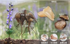 Daily Understanding of a Chinese Herb: Fuzi - Reviving Yang and Supporting Fire