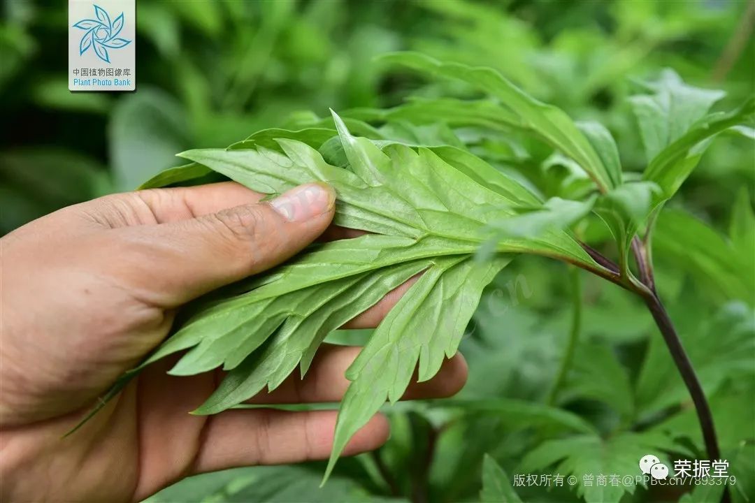A Detailed Discussion on Chinese Herbal Medicine | Fu Zi (Aconite)