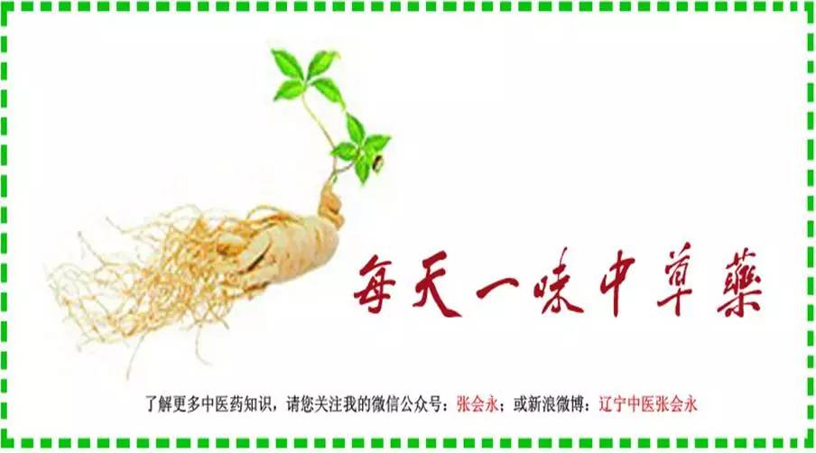 Daily Herb 31: Ginseng - How to Choose and Distinguish Wild Ginseng?