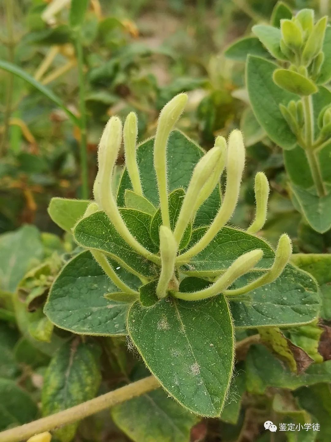 Daily Herb: Honeysuckle (Jin Yin Hua)