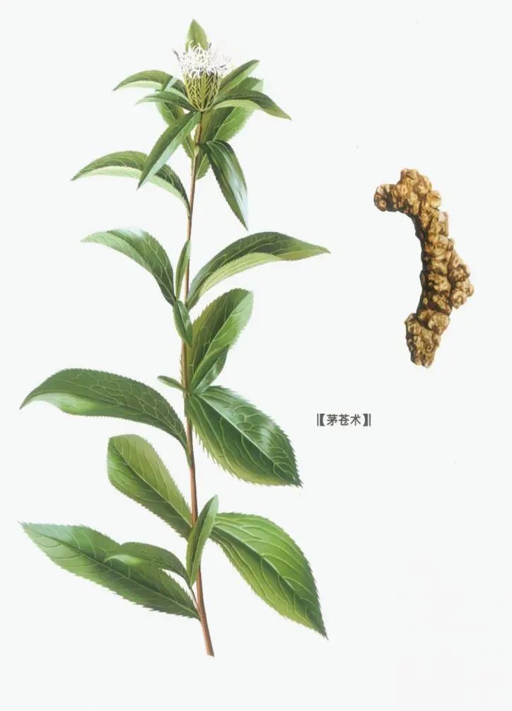 Daily Herb 182: Atractylodes - The Sacred Herb for Drying Dampness and Strengthening the Spleen
