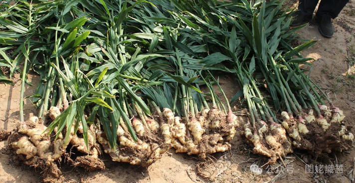 Teacher Xing Discusses Dried Ginger and Fresh Ginger (In-Depth Reading)