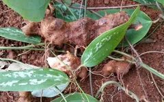 Comprehensive Guide to Heat-Clearing and Detoxifying Chinese Herbs