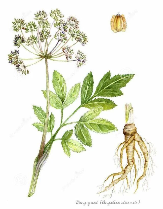 Angelica Sinensis: A Comprehensive Overview