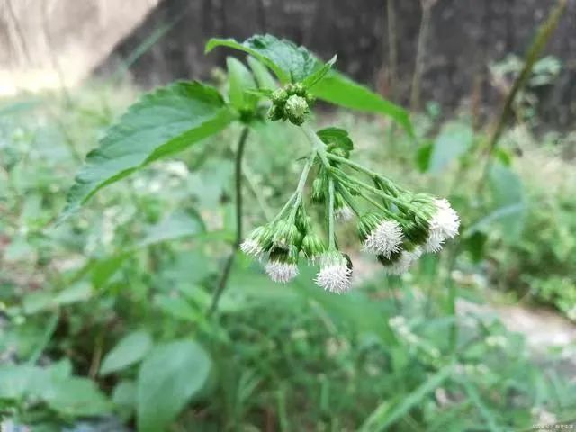 Traditional Chinese Medicine Herb: Cang Zhu (Atractylodes)