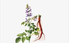 The Efficacy and Functions of Dan Shen (Salvia miltiorrhiza)