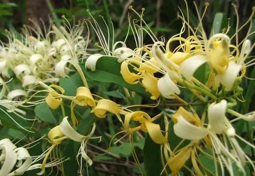 What Are the Benefits of Honeysuckle? Remember These Ten Amazing Uses