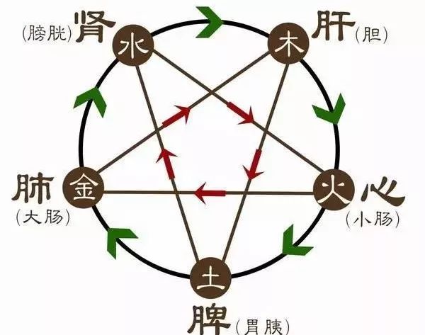 The Comprehensive Discussion on the Interrelationship of the Five Organs: Mutual Generation and Mutual Restraint