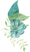 Understanding Chuanxiong (Ligusticum chuanxiong)