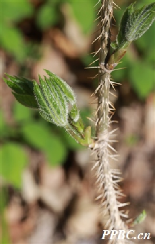 Understanding a Chinese Herbal Medicine Each Day: Ginseng