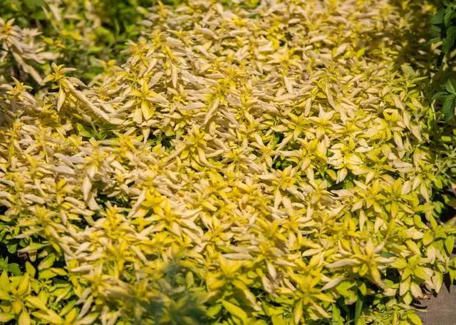 Honeysuckle: A Treasure for Brewing Tea, Helping to Solve 5 Problems
