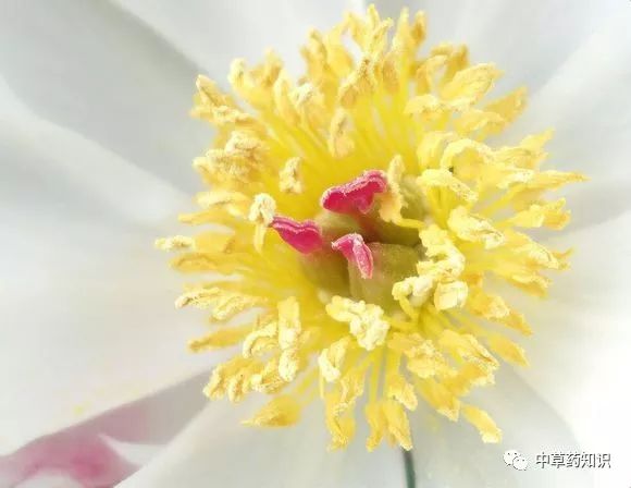 Traditional Chinese Medicine Herb: Bai Shao (White Peony)