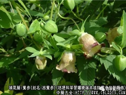 The Efficacy and Functions of Codonopsis (Dang Shen)