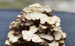 Herbal Antimicrobial Properties of Cang Zhu (Atractylodes)