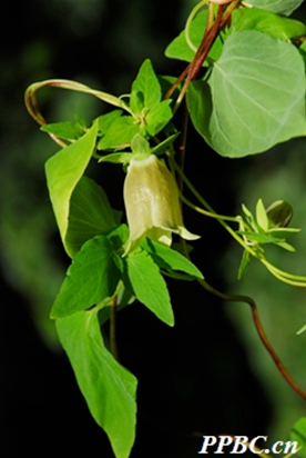 Weekly Herb: 'The Ruler of Central Equilibrium'