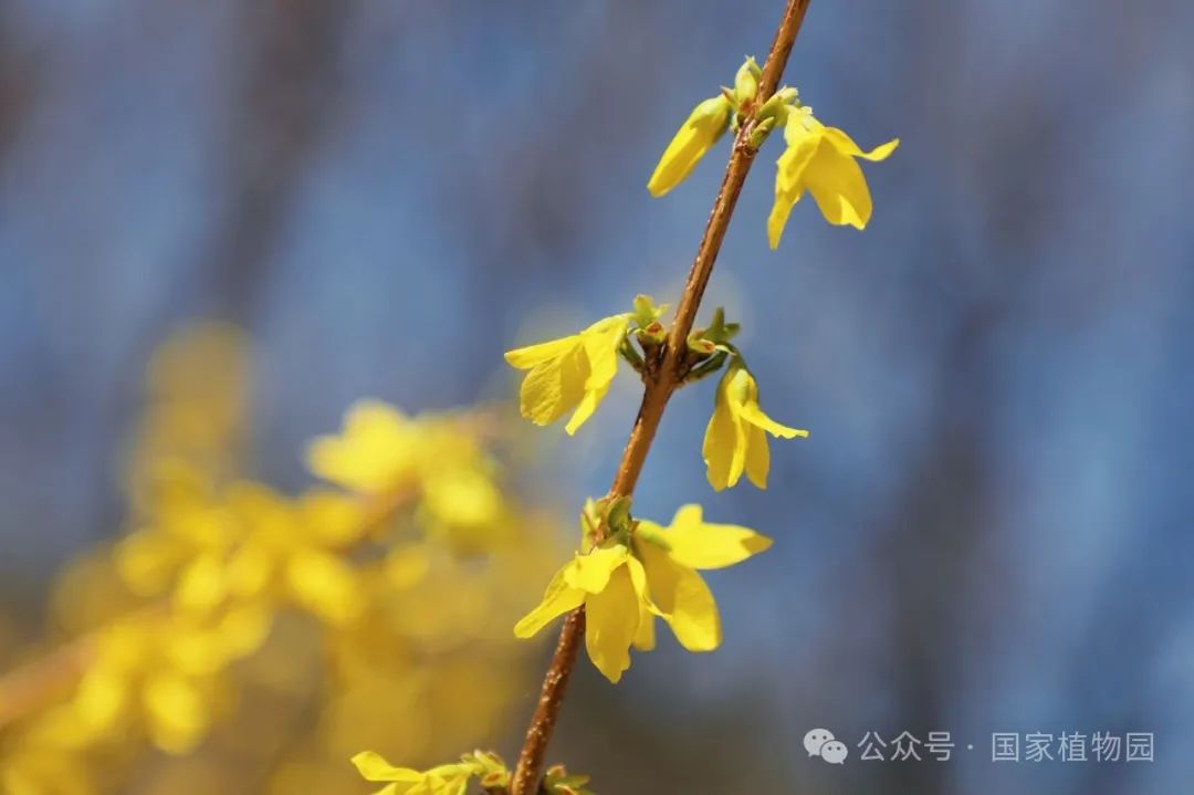Spring or Forsythia? Distinguishing Their True Appearance