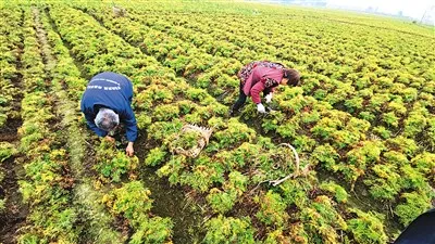 Chuan Xiong: The Premier Medicinal Herb of Sichuan
