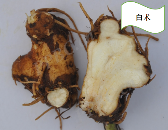 The Sacred Herb for Strengthening the Spleen: Cang Zhu