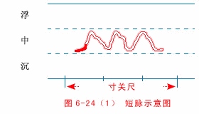 The Wonders of the Twenty-Eight Pulses in Traditional Chinese Medicine: Understanding Pulse Diagnosis (Part 1)