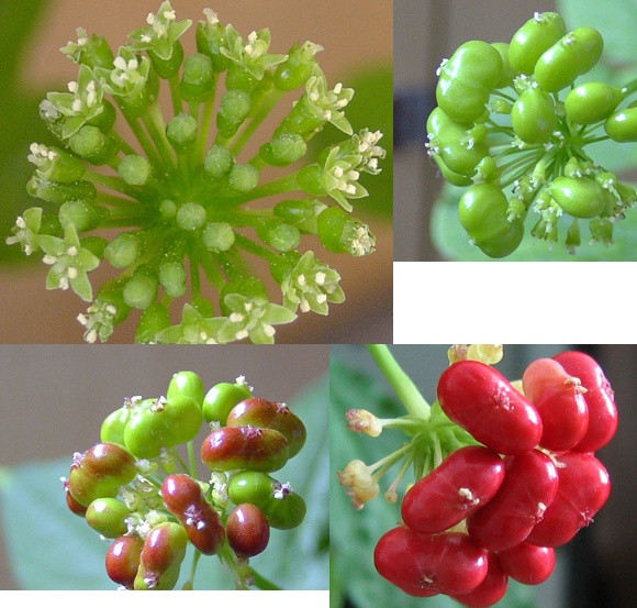 Daily Herb 31: Ginseng - How to Choose and Distinguish Wild Ginseng?