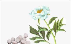The Synergy of Medicine and Food: Bai Shao (White Peony) Overview