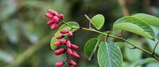 This Herb Treats Lower Back Pain, Stomach Pain, and Rheumatic Pain