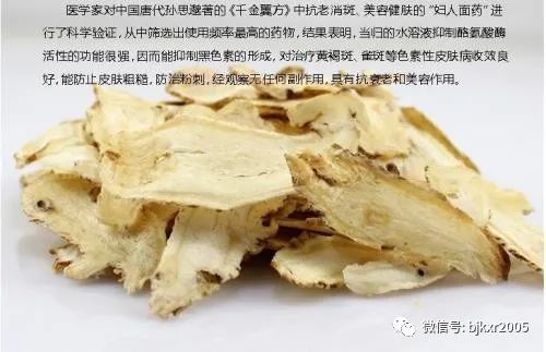 The Benefits and Uses of Angelica Sinensis (Dong Quai) in Traditional Chinese Medicine