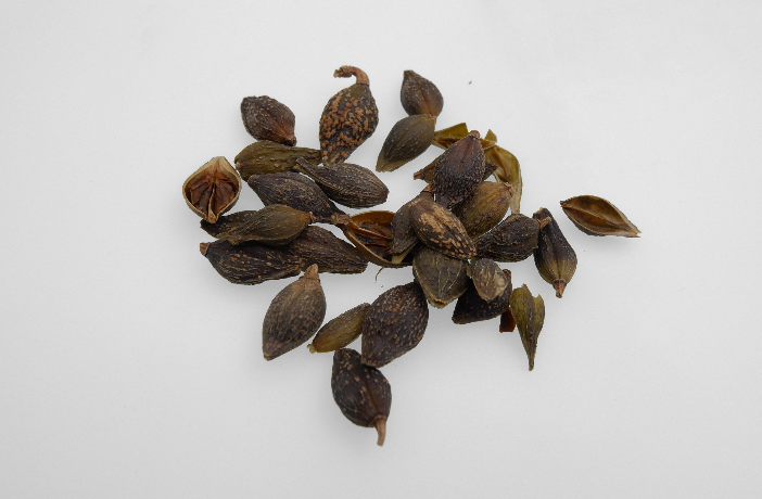 The Efficacy and Functions of Lianqiao (Forsythia)