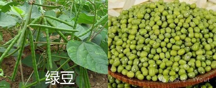 9 Effective Folk Remedies for Treating Anemia in Traditional Chinese Medicine