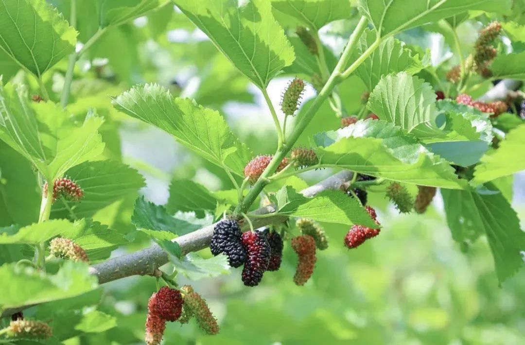 Comprehensive Guide to Dietary Remedies for Wind-Heat Cold in Traditional Chinese Medicine