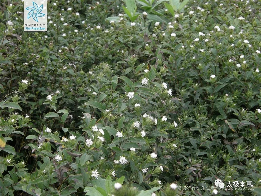 Bai Zhu (Atractylodes) - Historical and Modern Applications in TCM for Various Conditions