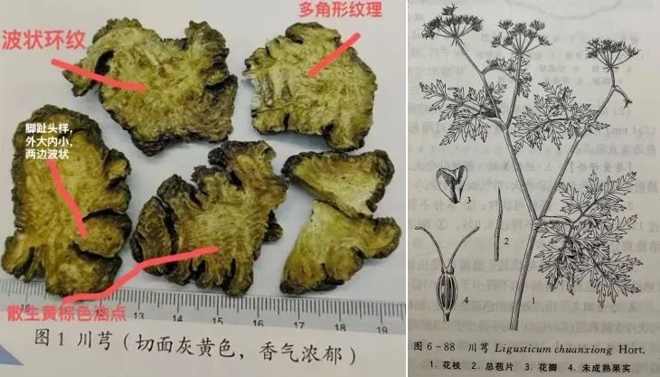 Understanding Chuanxiong: The 'Ibuprofen of Traditional Chinese Medicine'