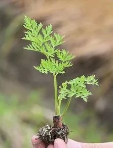 Famous Anti-Cancer Chinese Herbal Medicine
