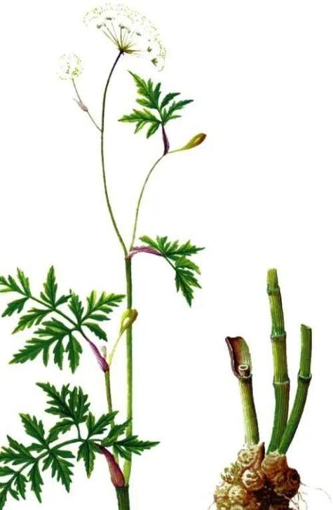 Chongzhou Local Medicinal Materials: A Focus on Chuanxiong (Rhizoma Chuanxiong)