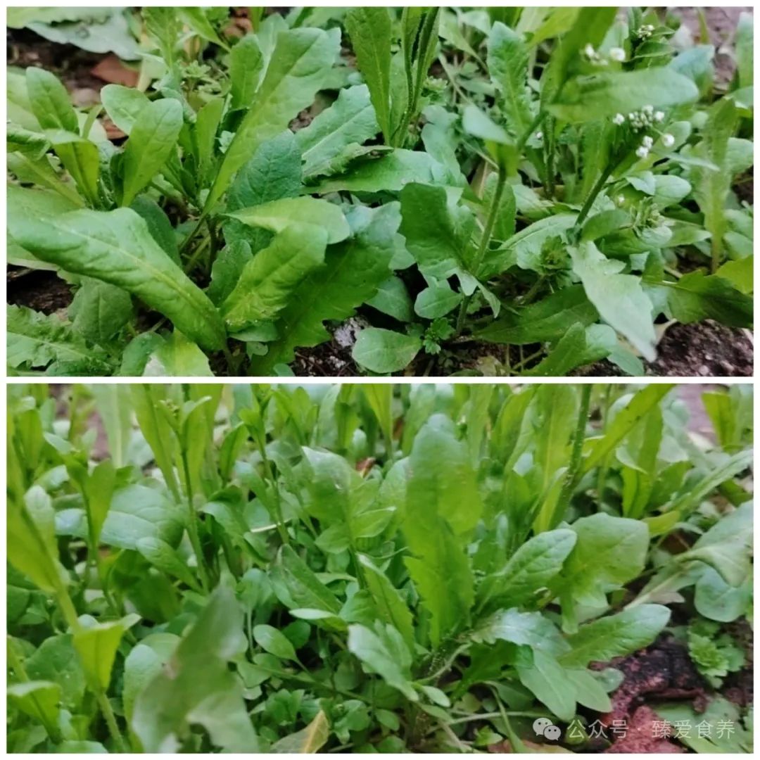 Wild Vegetables in Early Spring: Don't Miss This Dish for Those with Liver Damp-Heat!