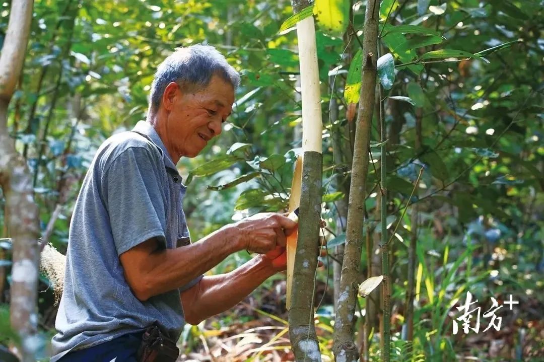 The Thousand-Year Spice: An Addiction to Luoding's Cinnamon | A Look at Lingnan Specialties