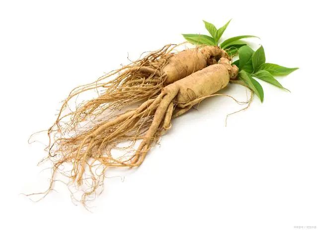 The Effects and Functions of Ginseng: Can It Be Consumed Regularly?