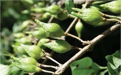 Traditional Chinese Medicine Herb: Lian Qiao (Forsythia)