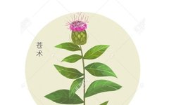 Traditional Chinese Medicine Herb - Cangzhu (Atractylodes)