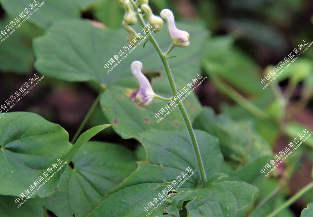 Exploring the Essence of Traditional Chinese Medicine: Ginseng